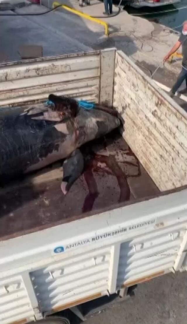 Katil köpek balığı Akdeniz kıyılarına kadar geldi! Balıkçılar bile ilk defa gördü Katil köpek balığı Akdeniz kıyılarına kadar geldi! Balıkçılar bile ilk defa gördü