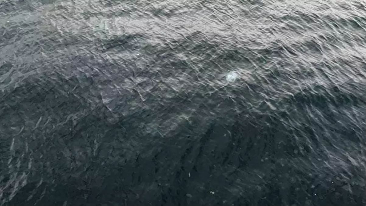 Tüm sahil şeridini denizanaları kapladı! Kimse elini suya sokmaya bile cesaret edemiyor