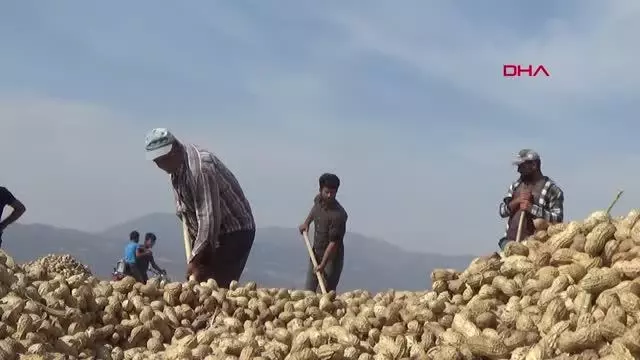 İSLAHİYE VE NURDAĞI'NDA 15 BİN DEKARDA YER FISTIĞI HASADI