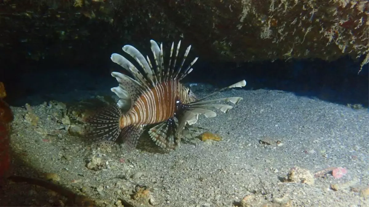 Kızıldeniz'in 'istilacısı' aslan balığı Ege'de de yayılıyor