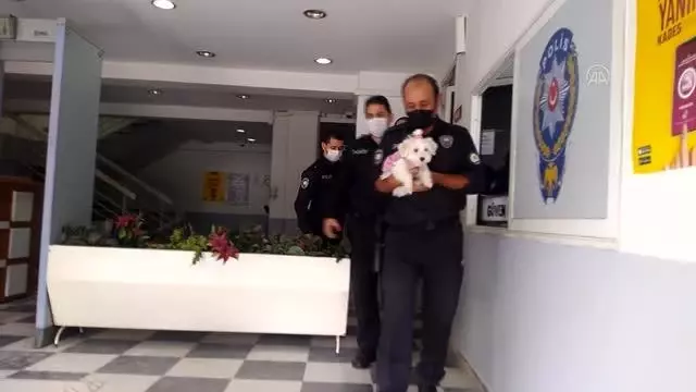 Köpek eğitim merkezinden çalınan köpek, pet shopta bulundu