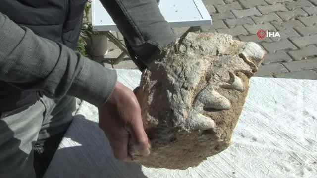 Küçük kızın bulduğu fosil müze tarafından teslim alındı