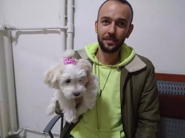 Köpek eğitim merkezinden çalınan köpek, pet shopta bulundu