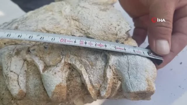 Manisa'da milyonlarca yıllık hayvan fosili bulunduğu tezi