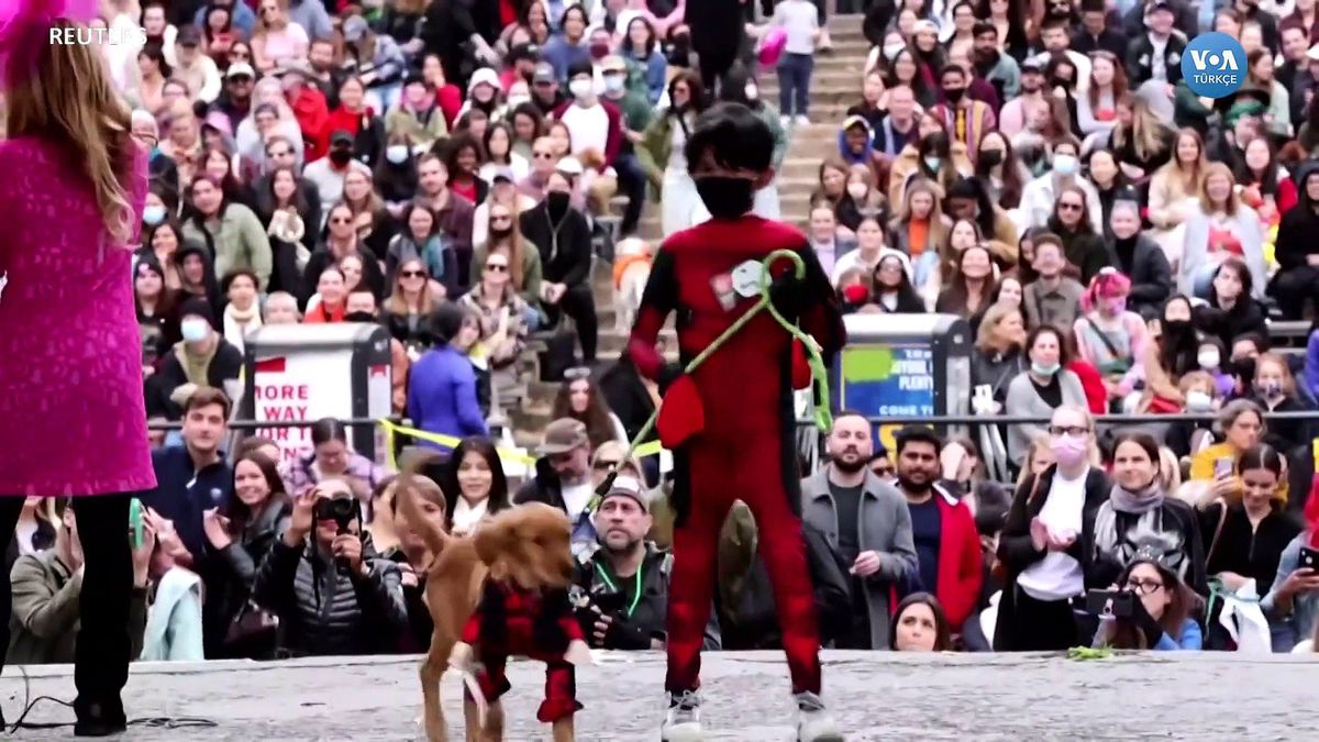 New York'ta Köpekler İçin Cadılar Bayramı Kostüm Yarışması