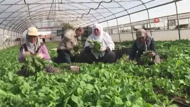 Ümraniye'de Tarladan Şehre Dayanışma Köprüsü projesi faaliyete geçti