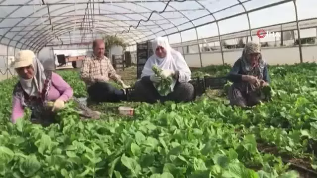 Ümraniye'de Tarladan Şehre Dayanışma Köprüsü projesi faaliyete geçti