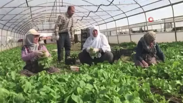 Ümraniye'de Tarladan Şehre Dayanışma Köprüsü projesi faaliyete geçti