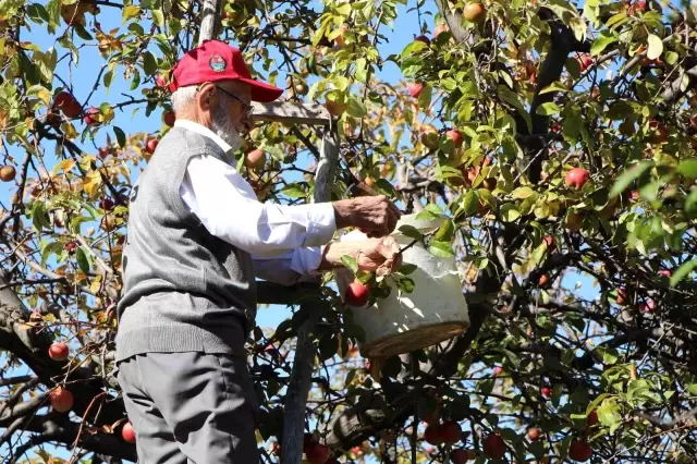 90 yaşına merdiven dayayan 'elma kurdu' Ahmet dedenin gözü Külliye' de
