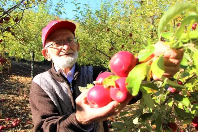 90 yaşına merdiven dayayan 'elma kurdu' Ahmet dedenin gözü Külliye' de