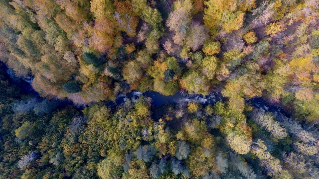 Düzce'nin ormanlarında sonbahar renkleri