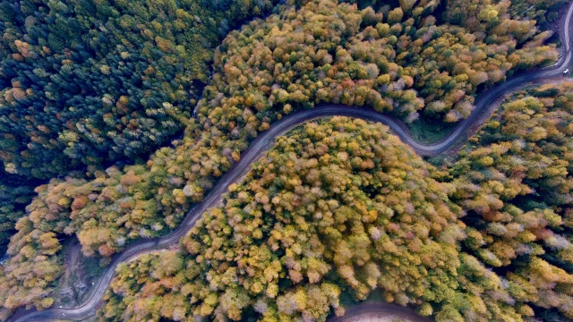 Düzce'nin ormanlarında sonbahar renkleri