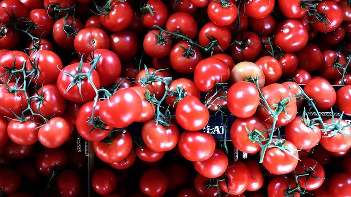 Domates fiyatları ne kadar? 1 kilo domates kaç TL? Güncel domates fiyatı? Domates fiyatları düşecek mi, yükselecek mi? 1 kilo domates kaç TL?