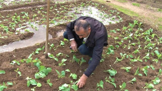 İstanbul'un göbeğinde, E-5'in yanında organik tarım! Aracı olmadan ilk elden satış yapıyor