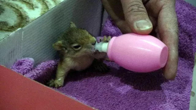 Evine aldığı yavru sincabı biberonla besliyor