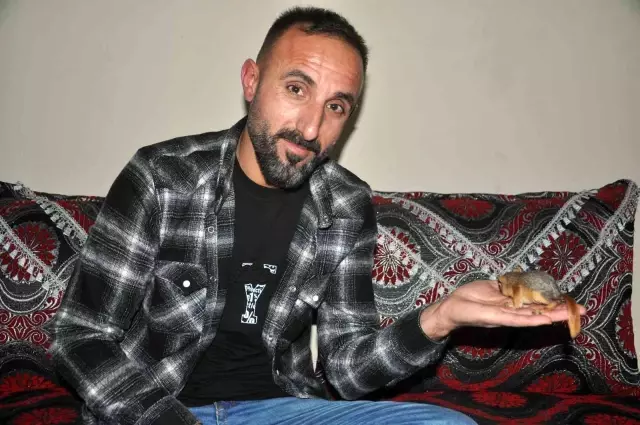 Evine aldığı yavru sincabı biberonla besliyor