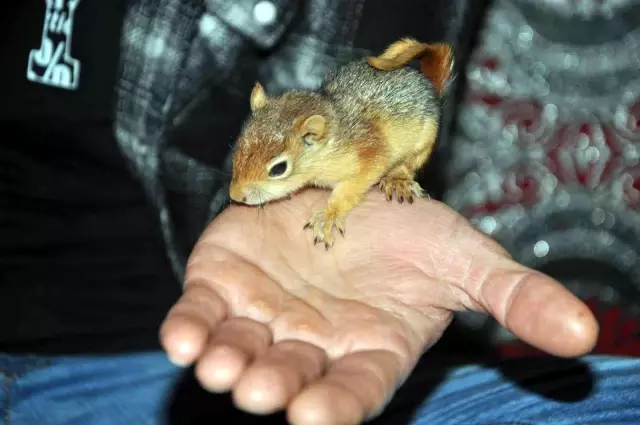 Evine aldığı yavru sincabı biberonla besliyor