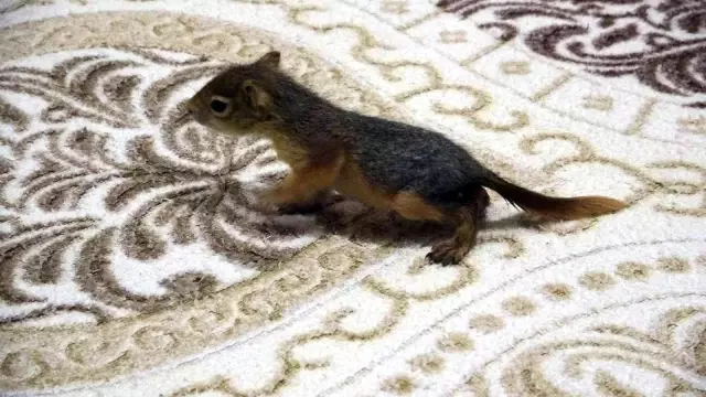 Evine aldığı yavru sincabı biberonla besliyor