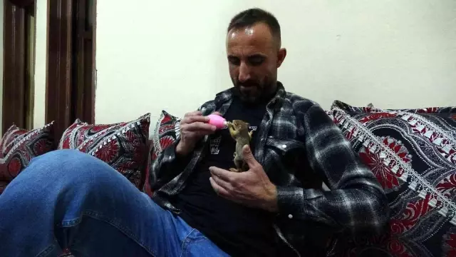 Evine aldığı yavru sincabı biberonla besliyor