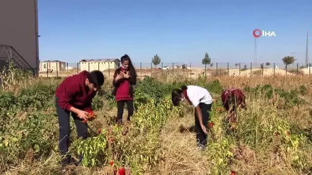 Okulda hasat sevinci... Öğrenciler okulda yetiştirdikleri ürünü hasat etti