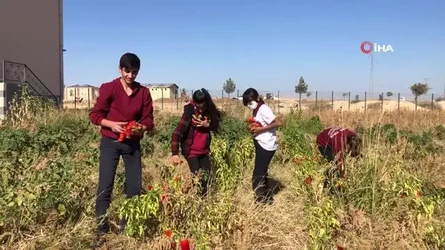 Okulda hasat sevinci... Öğrenciler okulda yetiştirdikleri ürünü hasat etti