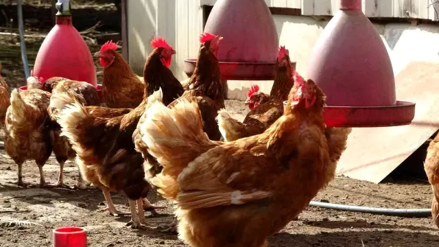 Uzunlar'dan 'yumurta fiyatı' açıklaması