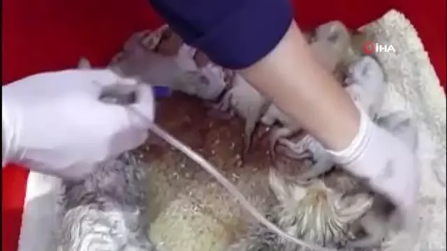 112 personeli masaj ve oksijen tedavisiyle 20 kedinin hayatını kurtardı