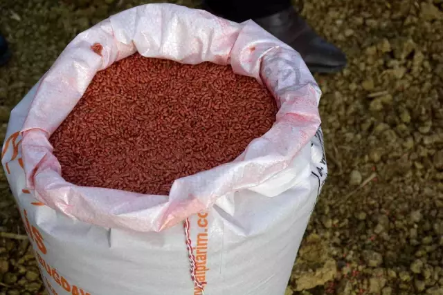 300 çiftçiye 30 ton tohum desteği