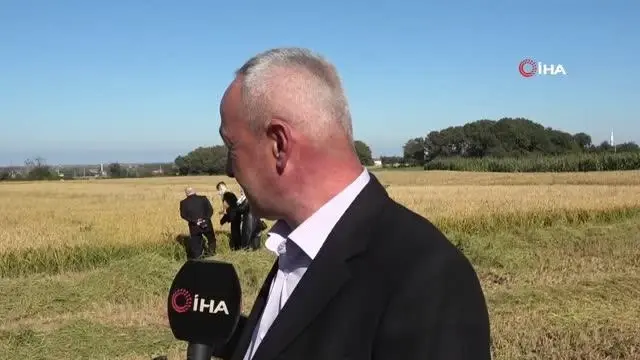 Bafra Ovası'nda Damla Sulama Sistemi ile Çeltik Yetiştiriciliğine Çeşit Performansları Hasat Günü