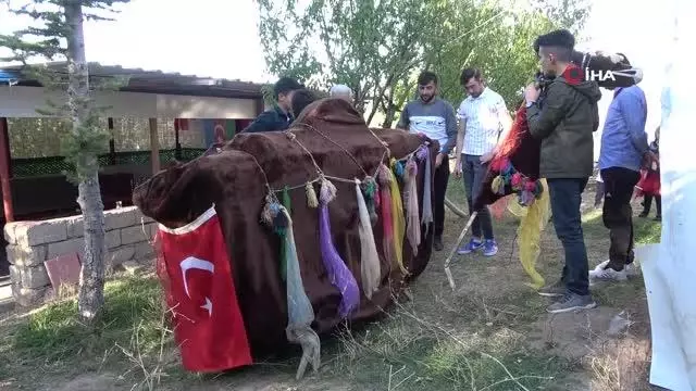 Deve oyunu hala bozkırın en beğenilen düğün cümbüşü