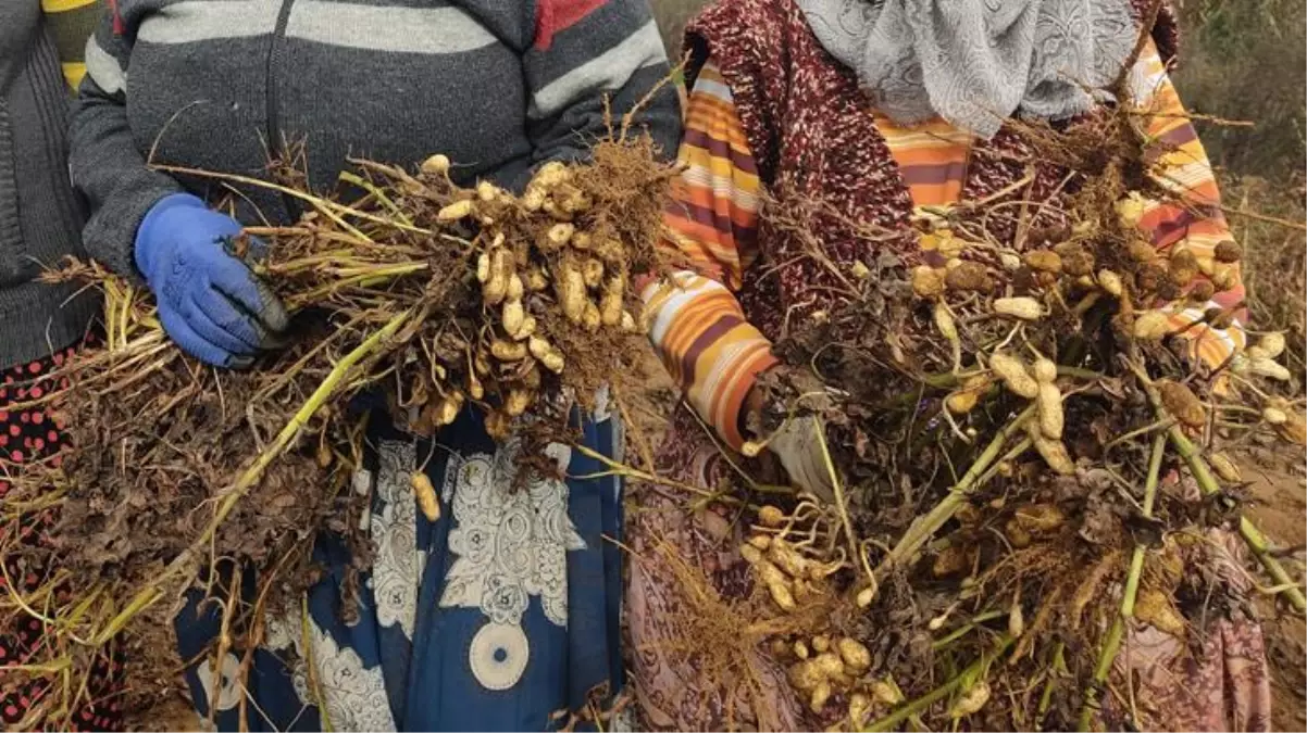 120 yıldır aynı ürünü ekiyorlar! Tescilli Meriç yer fıstığının kilosu tarlada 15 liradan alıcı buluyor