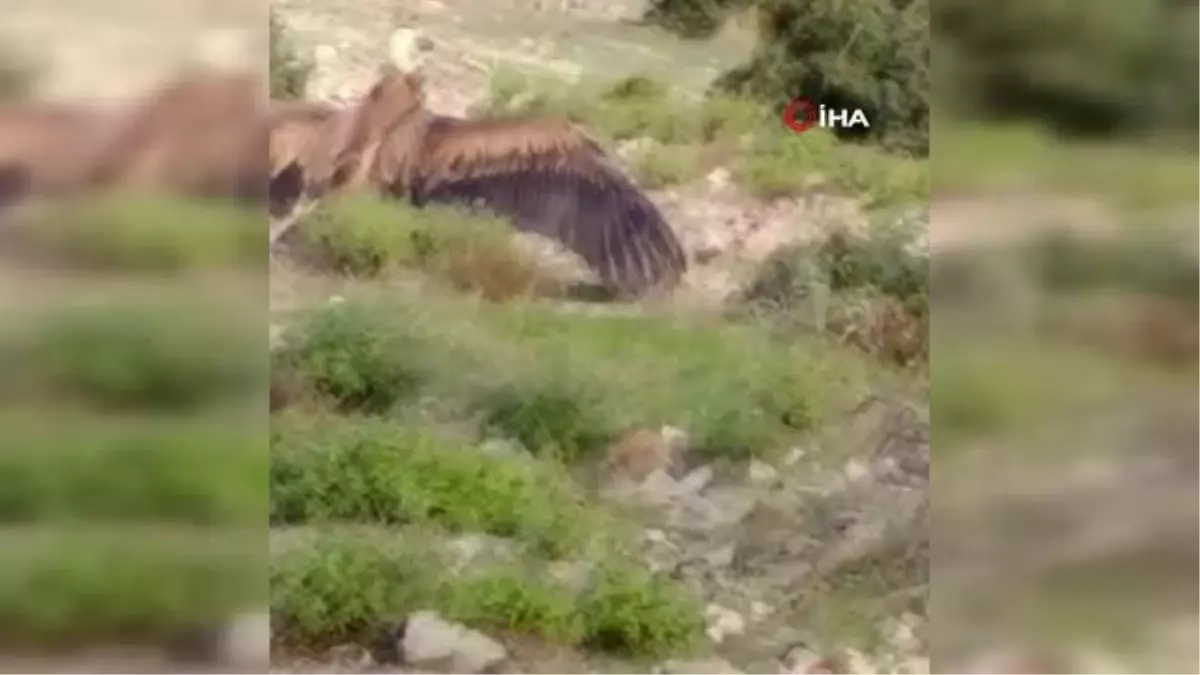 Göç yolunda yorulan kızıl akbaba doğaya salındı