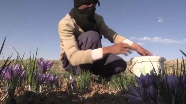 HORASAN-İ REZEVİ - İran'da kuraklık nedeniyle kızıl altın safranın çiçekleri açmadı