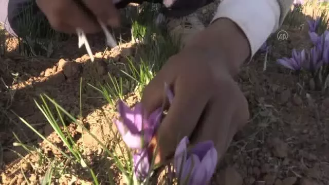 HORASAN-İ REZEVİ - İran'da kuraklık nedeniyle kızıl altın safranın çiçekleri açmadı
