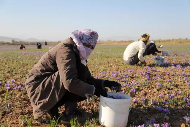 İran'da kuraklık nedeniyle kızıl altın safranın çiçekleri açmadı
