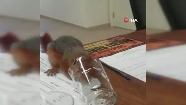 yonetim ofisine giren sincap kamerada 3 14489315 o