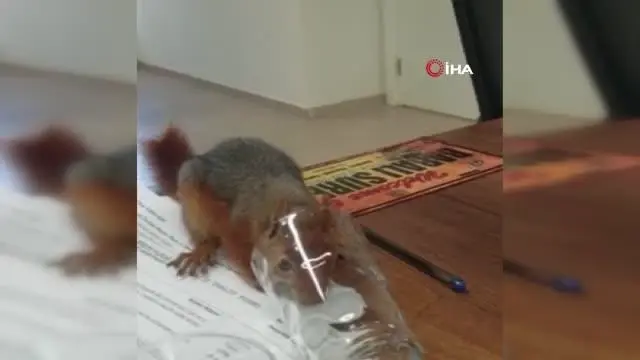 yonetim ofisine giren sincap kamerada 4 14489315 o