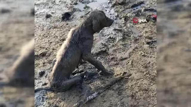 Balçığa saplanan yavru köpeği belediye kurtardı