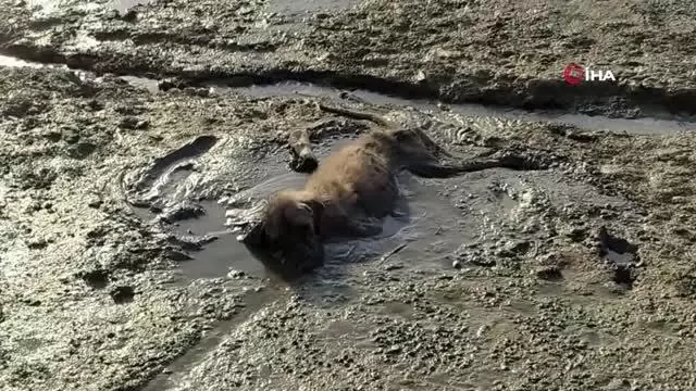 Balçığa saplanan yavru köpeği belediye kurtardı