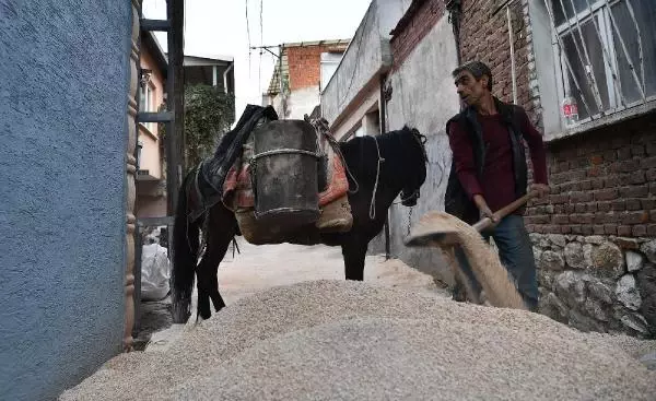 Belediye, dar ve dik sokaklara at ile malzeme taşıyor