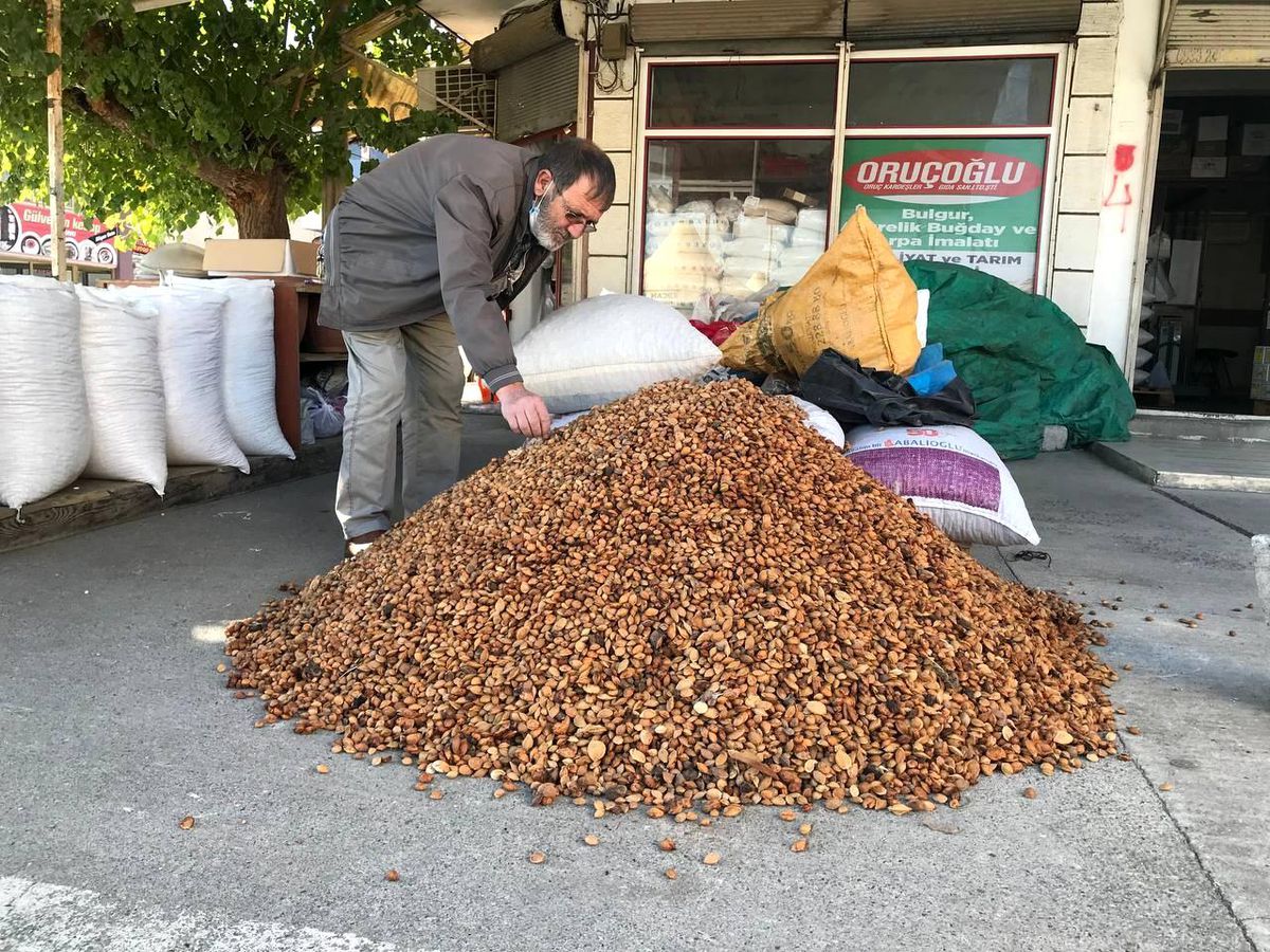 Erzincan'dan Malatya'ya 200 ton acı kayısı çekirdeği gönderiliyor