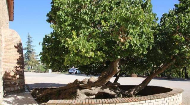 Kadir Gecesi'nde secde ettiği rivayet edilen dut ağacının hikayesi herkesi şaşırtıyor