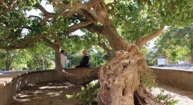 Kadir Gecesi'nde secde ettiği rivayet edilen dut ağacının hikayesi herkesi şaşırtıyor