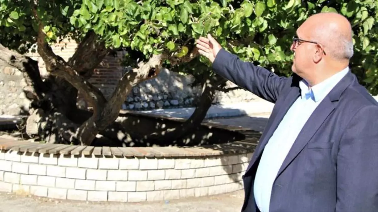 Kadir Gecesi'nde secde ettiği rivayet edilen dut ağacının hikayesi herkesi şaşırtıyor