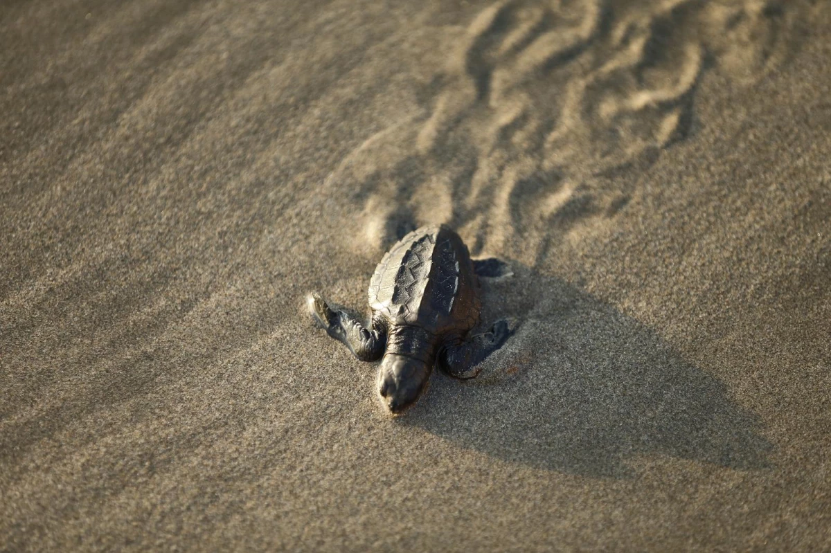 Meksika'da yaklaşık 300 deniz kaplumbağası karaya vurdu