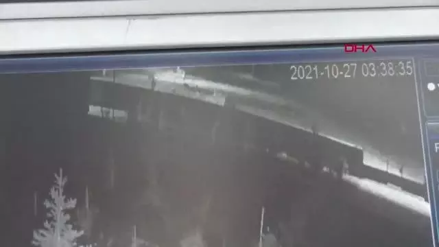 YOZGAT'TA AĞILA KURT SALDIRDI; KOYUNLARDAN 13'Ü ÖLDÜ, 24'Ü YARALANDI