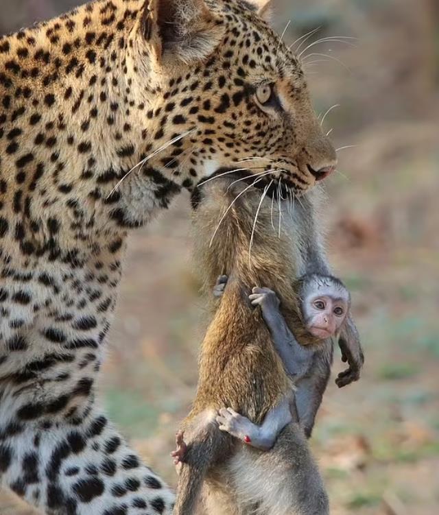 Gündeme oturan kare! Leoparın avladığı annesine sıkı sıkıya sarılan yavru maymunun müthiş sonu
