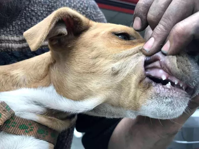 Vicdansız sürücü yavru köpeği ezip kaçtı