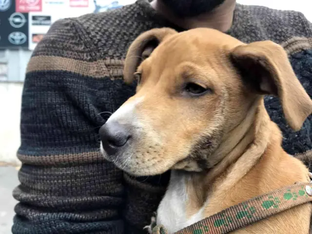 Vicdansız sürücü yavru köpeği ezip kaçtı