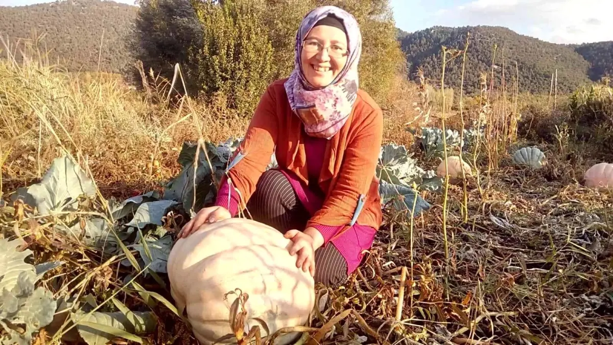 Anneannesinin sandığından çıkan tohumlar dev bal kabağı oldu